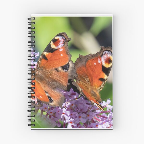 Item preview, Two butterflies designed and sold by Derek Corner.