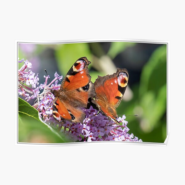 Two butterflies Poster