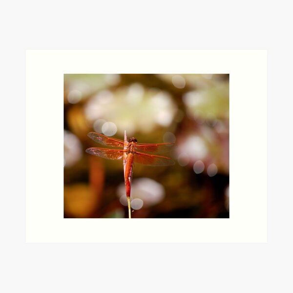Natural Jewel I Art Print