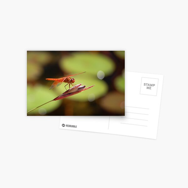 Natural Jewel II Postcard