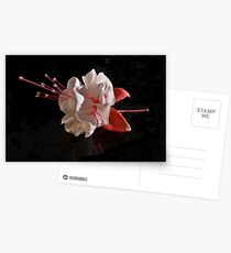 Fuchsia Postcards
