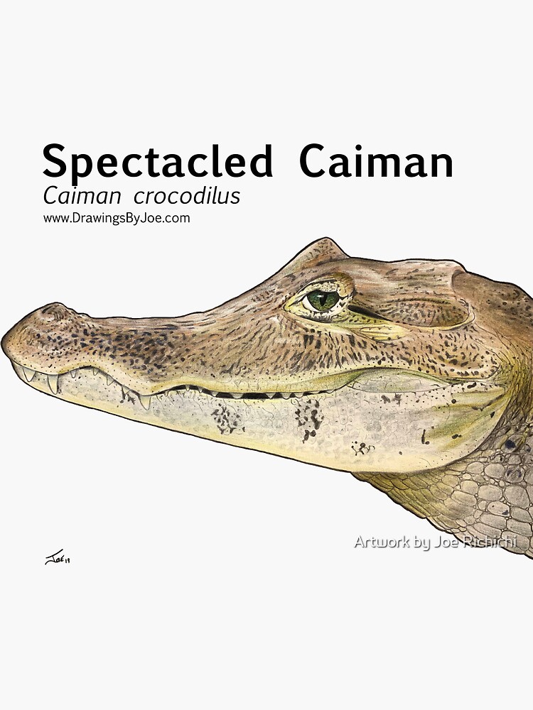 "Spectacled Caiman" Sticker for Sale by Artworkbyjoe Redbubble