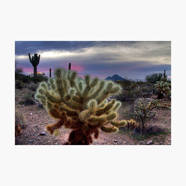Sonoran Sunrise Photographic Print