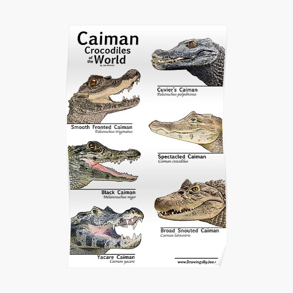 Caimans of the World Poster