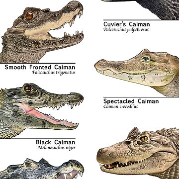 Artwork thumbnail, Caimans of the World by Joe Richichi