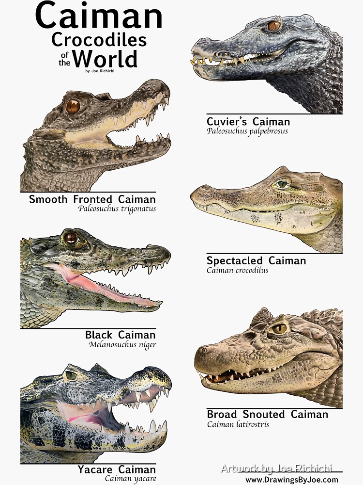 Thumbnail 3 of 3, Sticker, Caimans of the World designed and sold by Artworkbyjoe.