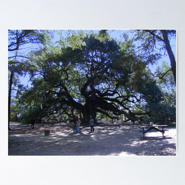 Item preview, The Angel Oak designed and sold by barnsis.