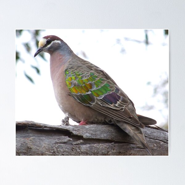 Item preview, Bronzewing Pigeon designed and sold by Rick Playle.