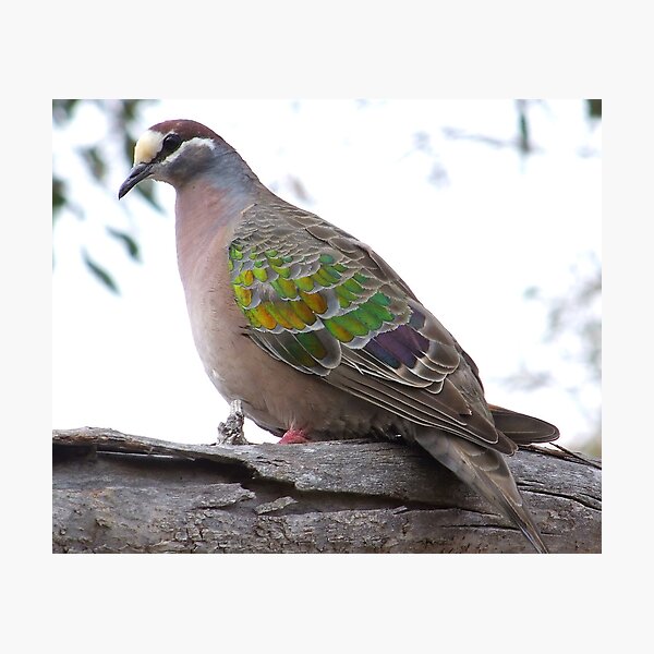 Item preview, Bronzewing Pigeon designed and sold by Rick Playle.
