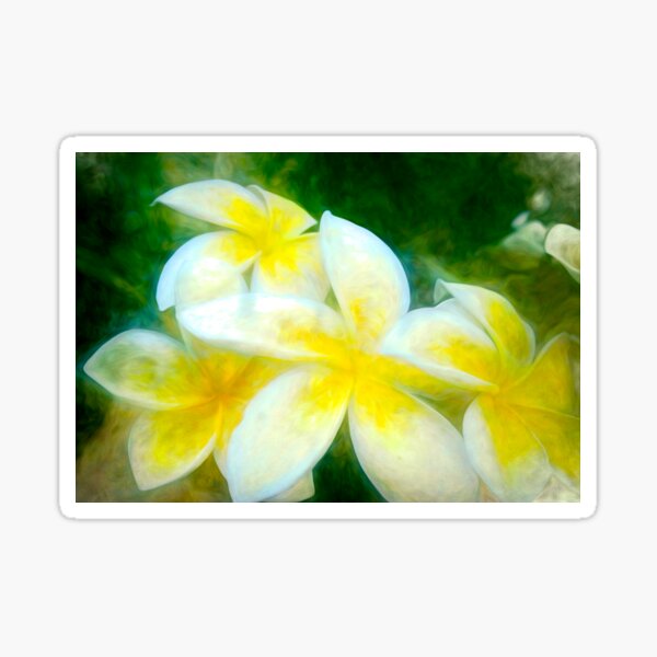 Plumeria at its Finest Sticker
