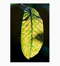 Light on Photographic Print