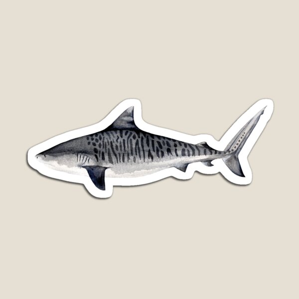TIGER SHARK Magnet