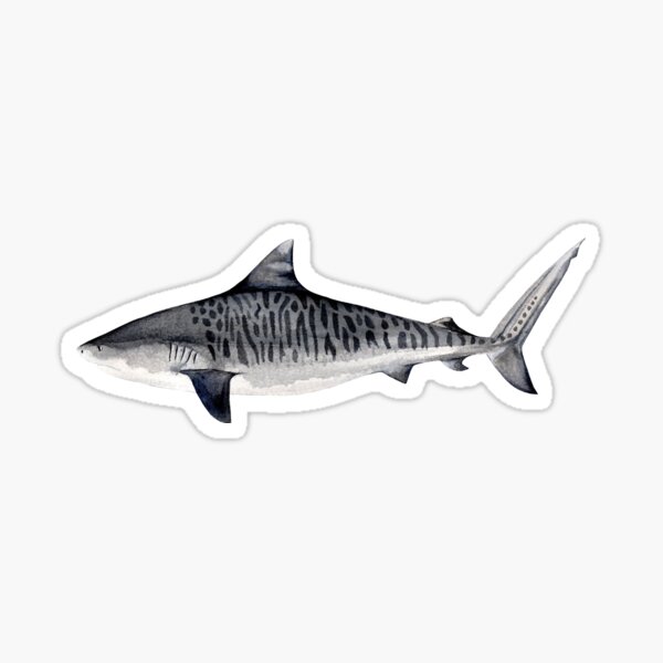 Tiger Shark Gifts & Merchandise For Sale | Redbubble