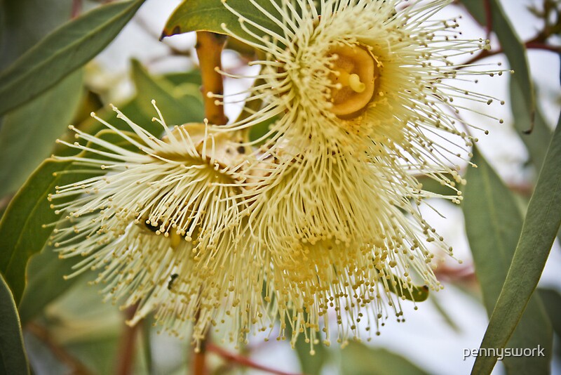 "Yellow Eucalyptus Flower" by pennyswork | Redbubble