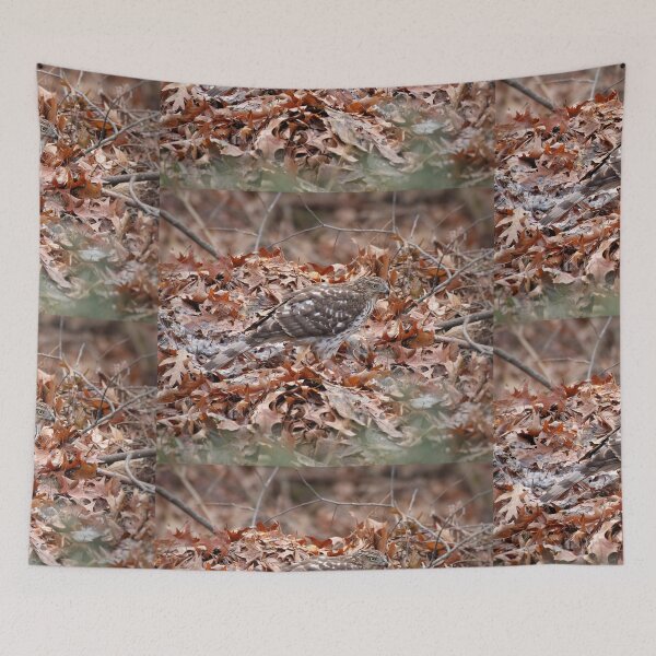 Item preview, Coopers Hawk designed and sold by J Rier Photography.
