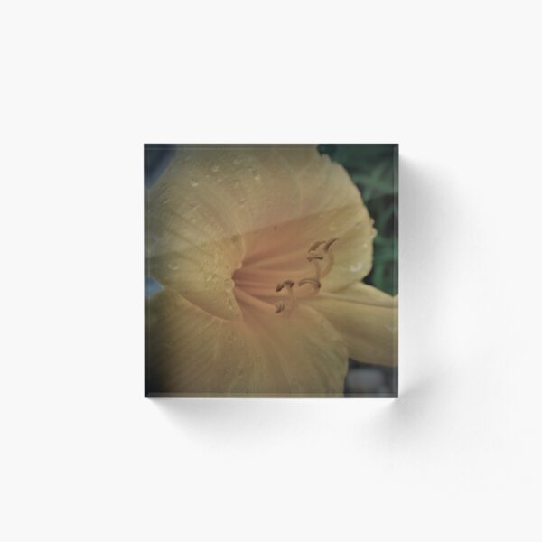 Darkened Lily Acrylic Block