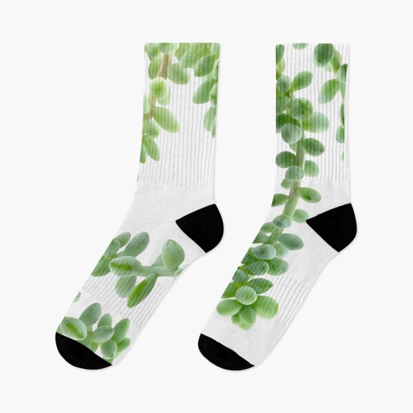 Item preview, Hanging Succulents - Burro's Tail Succulents - Green House Plants designed and sold by TurningMoss.