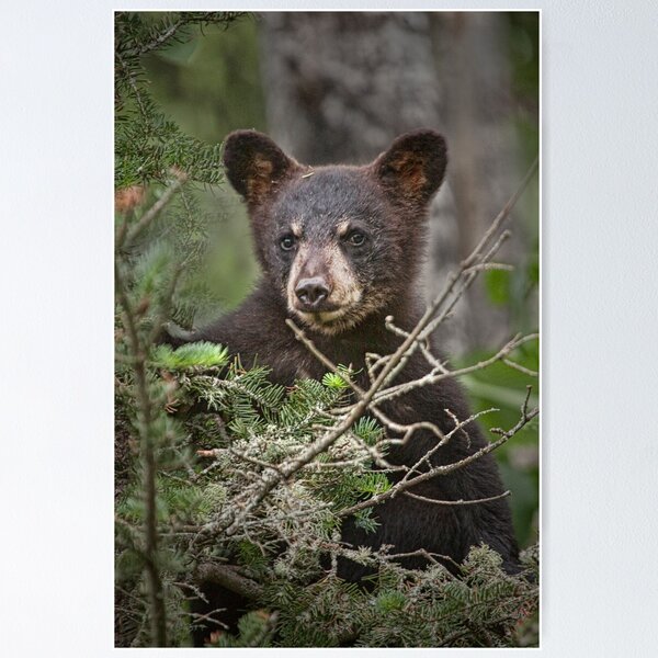 Item preview, Black Bear Cub 0302 designed and sold by Randall Nyhof.