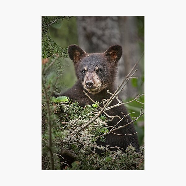 Item preview, Black Bear Cub 0302 designed and sold by Randall Nyhof.