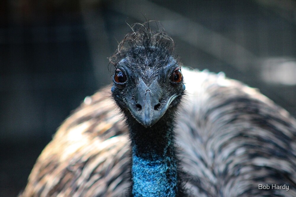 "Blue Emu" by Bob Hardy Redbubble