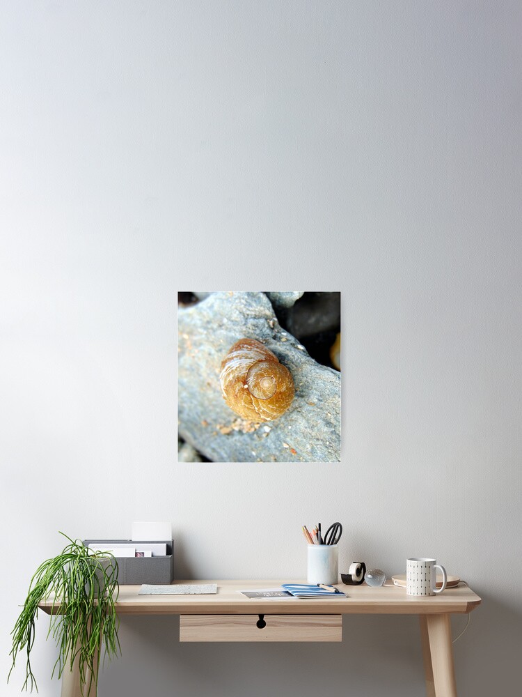 Thumbnail 2 of 3, Poster, shell designed and sold by KathleenDawson.