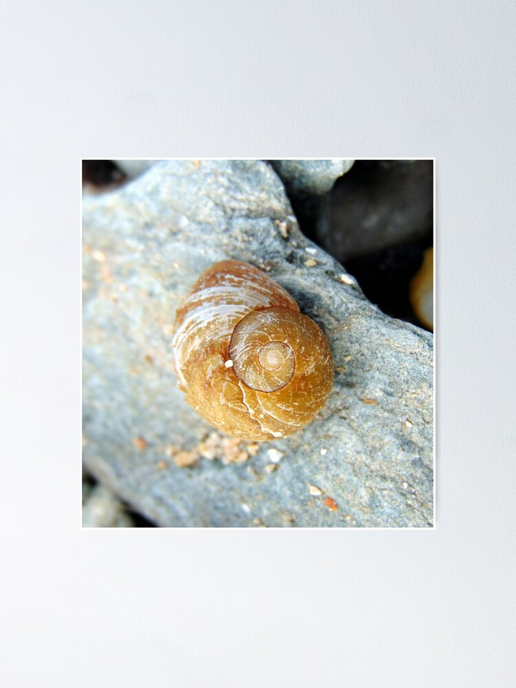 Thumbnail 1 of 3, Poster, shell designed and sold by KathleenDawson.