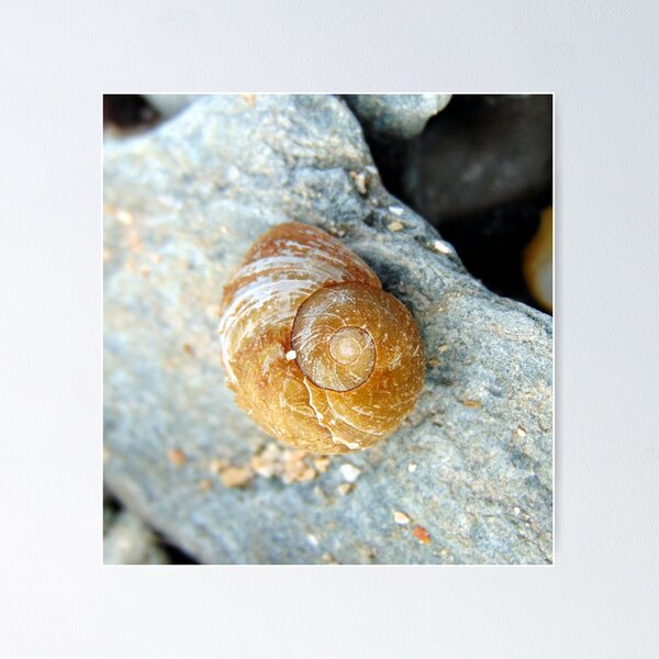 Item preview, shell designed and sold by KathleenDawson.