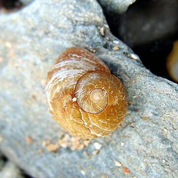 Artwork thumbnail, shell by KathleenDawson