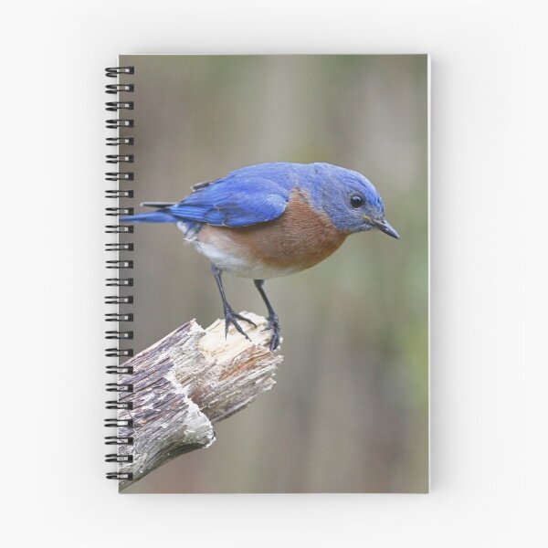 Item preview, Eastern Bluebird designed and sold by Enola Gay Wagner.