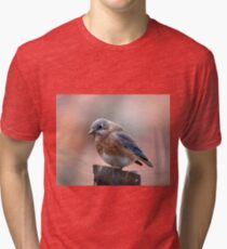 Eastern Bluebird Tri-blend T-Shirt