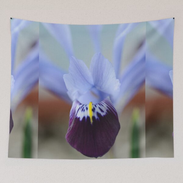 Item preview, Iris histrioides  'Halkis'  Reticulata   designed and sold by Chris Burrows.