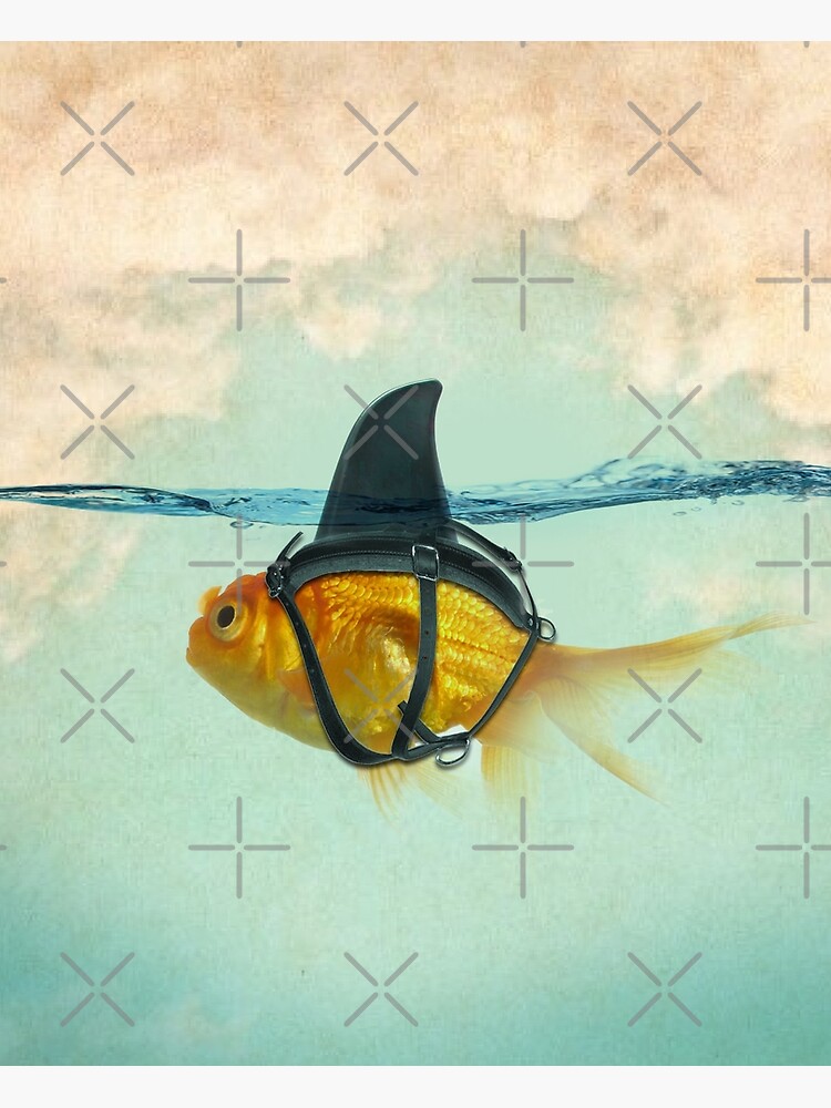 Discover Brilliant Disguise, Goldfish with a Shark Fin Canvas