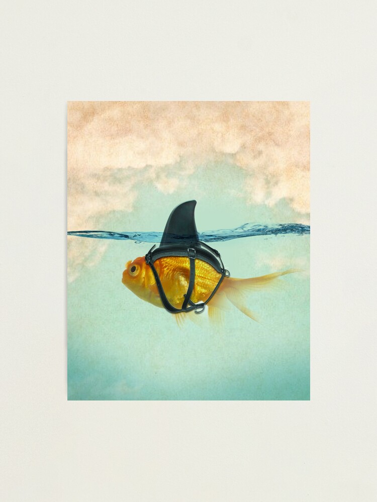 Alternate view of Brilliant Disguise, Goldfish with a Shark Fin Photographic Print