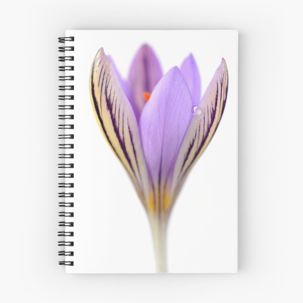 Item preview, Crocus corsicus  AGM	  Corsican crocus   designed and sold by Chris Burrows.