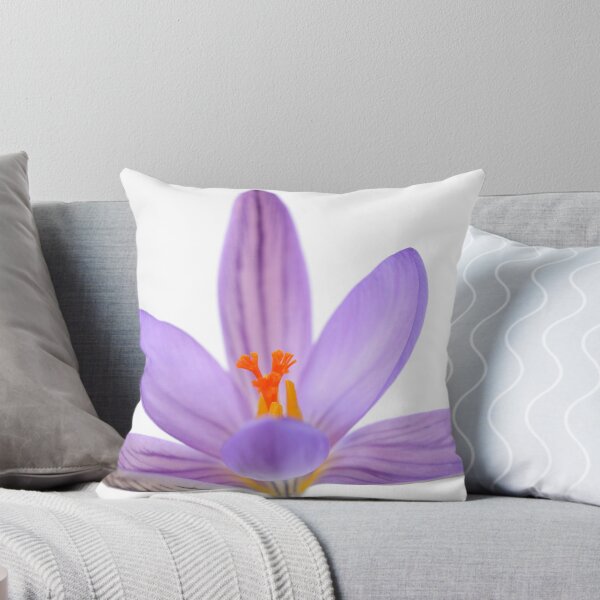 Aperçu de l'œuvre Crocus corsicus AGM Crocus corse créée et vendue par Chris Burrows.