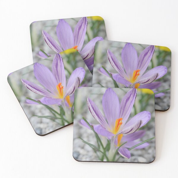 Item preview, Crocus corsicus  AGM	  Corsican crocus   designed and sold by Chris Burrows.
