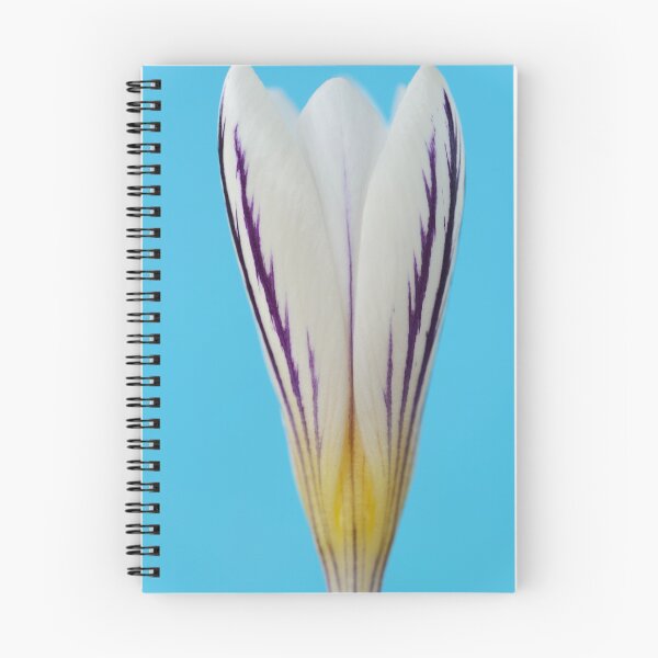 Item preview, Crocus versicolor  'Picturatus'   designed and sold by Chris Burrows.