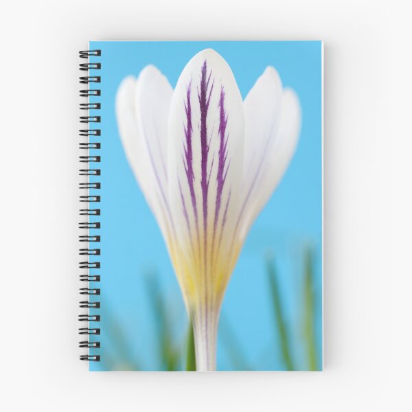 Item preview, Crocus versicolor  'Picturatus'   designed and sold by Chris Burrows.