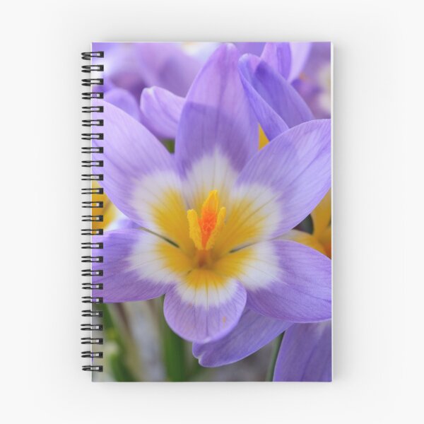 Item preview, Crocus sieberi subsp. sublimis  'Tricolor'   AGM  Three-coloured Sieber's crocus  designed and sold by Chris Burrows.