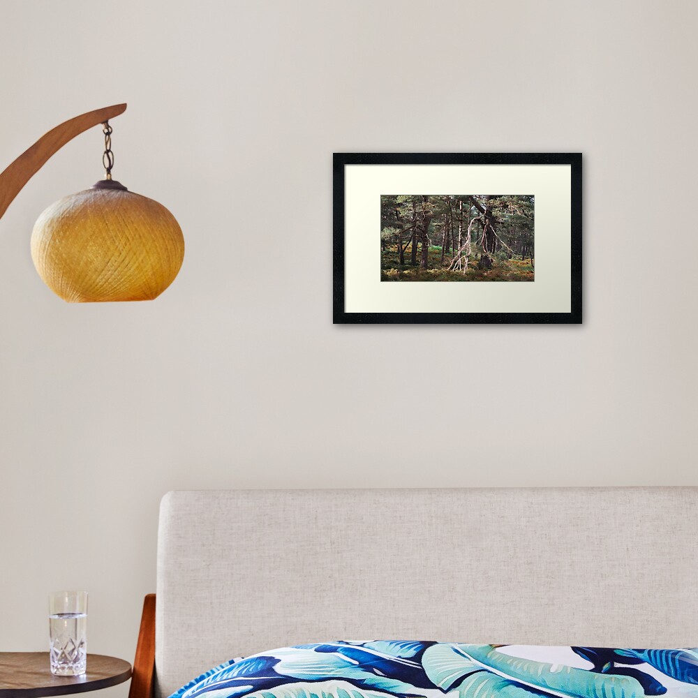Black Woods of Rannoch: Some Trees 1 Framed Art Print