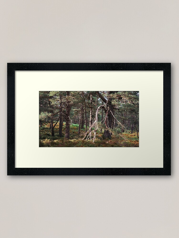 Alternate view of Black Woods of Rannoch: Some Trees 1 Framed Art Print