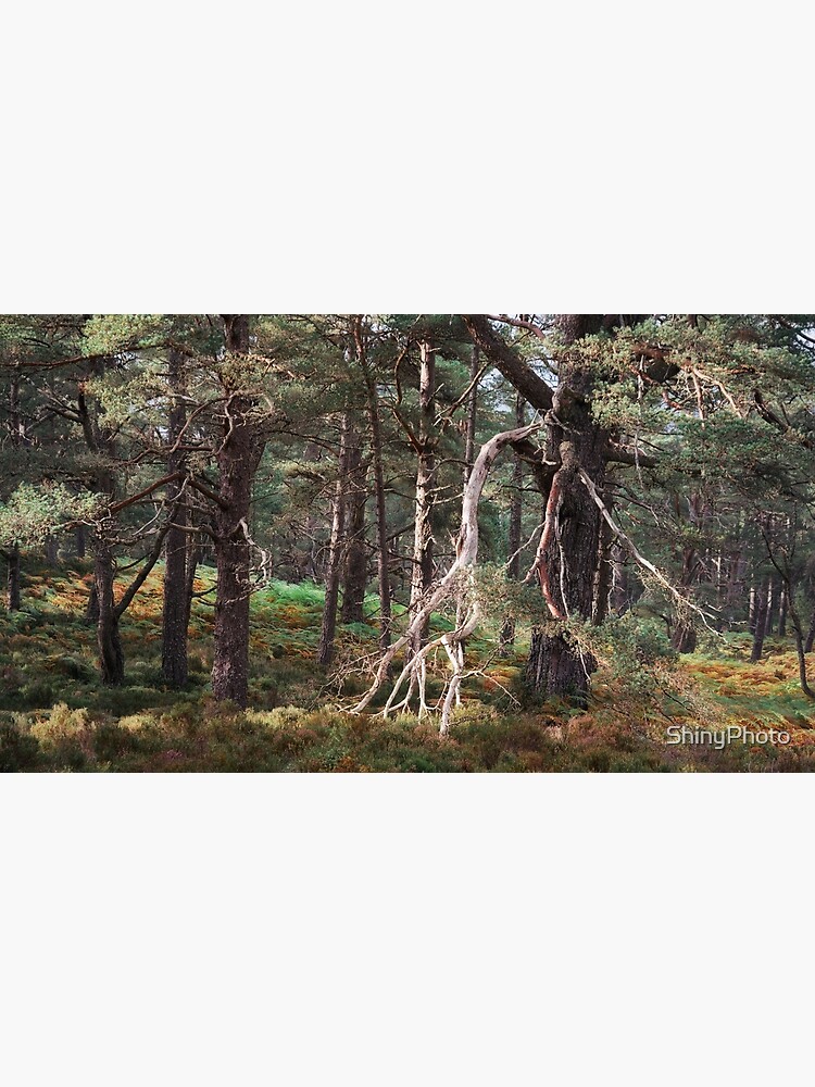 Black Woods of Rannoch: Some Trees 1 by ShinyPhoto