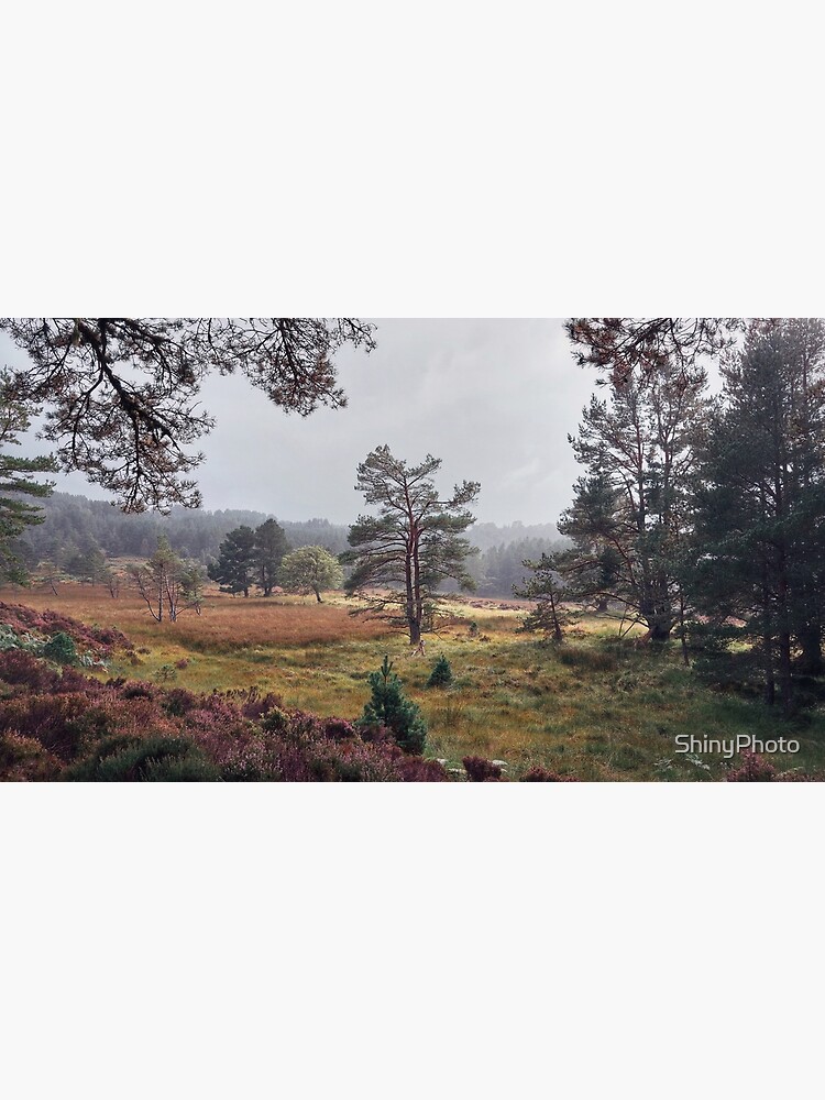 Black Woods of Rannoch: Some Trees 2 by ShinyPhoto