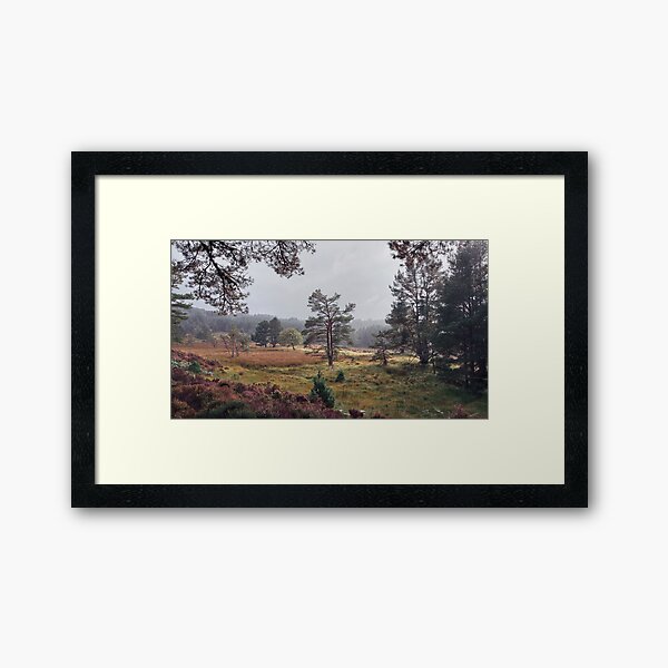 Black Woods of Rannoch: Some Trees 2 Framed Art Print