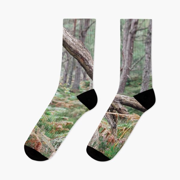 Item preview, Black Woods of Rannoch: Some Trees 3 designed and sold by ShinyPhoto.
