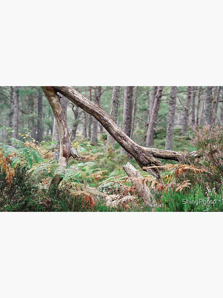 Black Woods of Rannoch: Some Trees 3 by ShinyPhoto