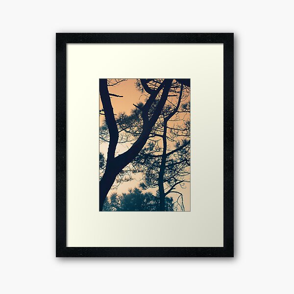 Branching - Torrey Pine Framed Art Print