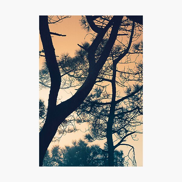Branching - Torrey Pine Photographic Print