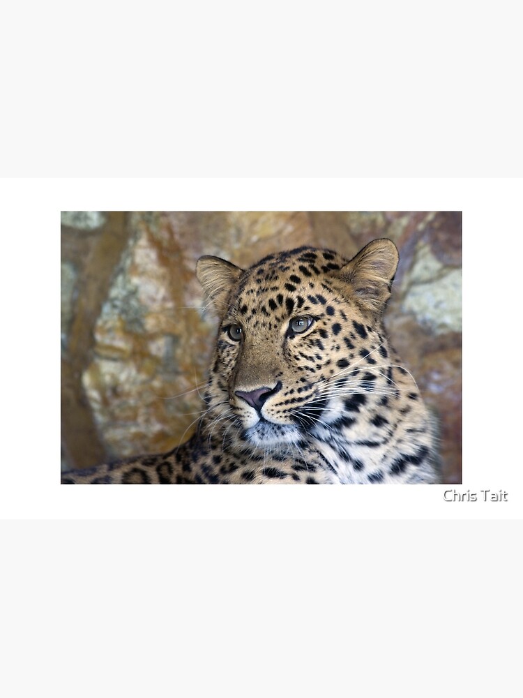 leopard by christait