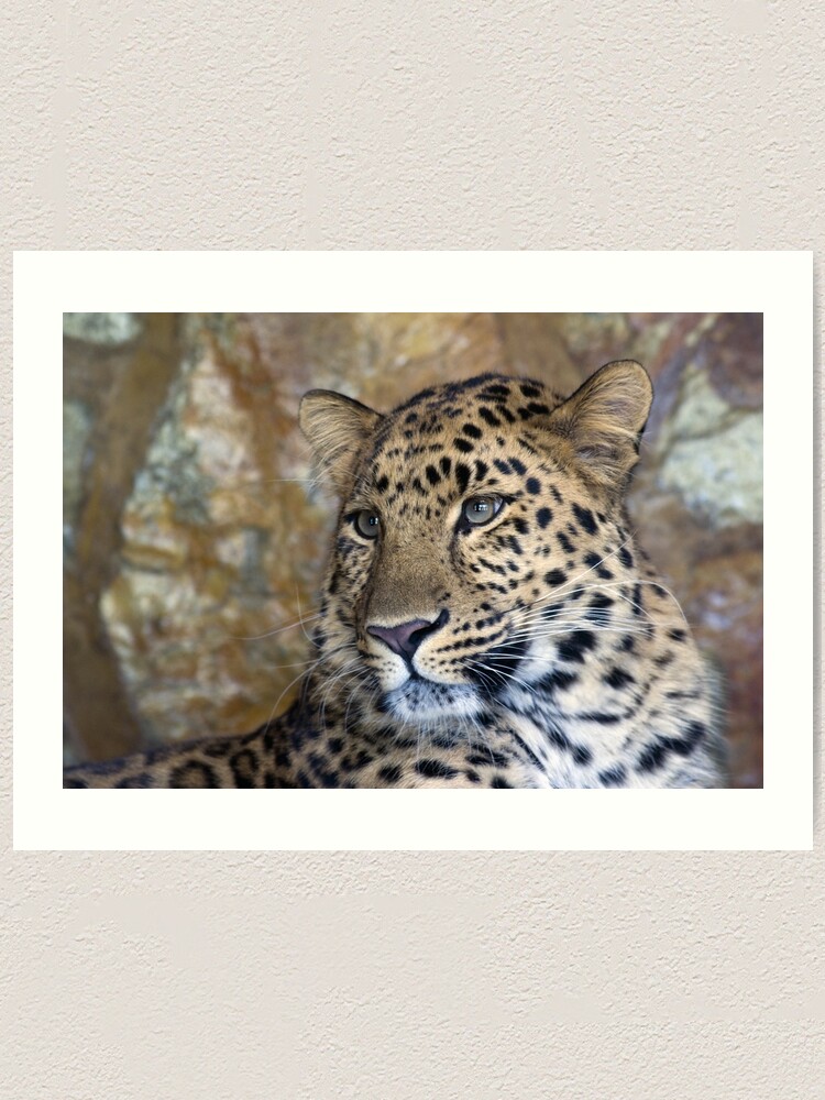Alternate view of leopard Art Print